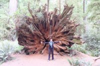 Les redwoods à la limite nord de la Califorlie